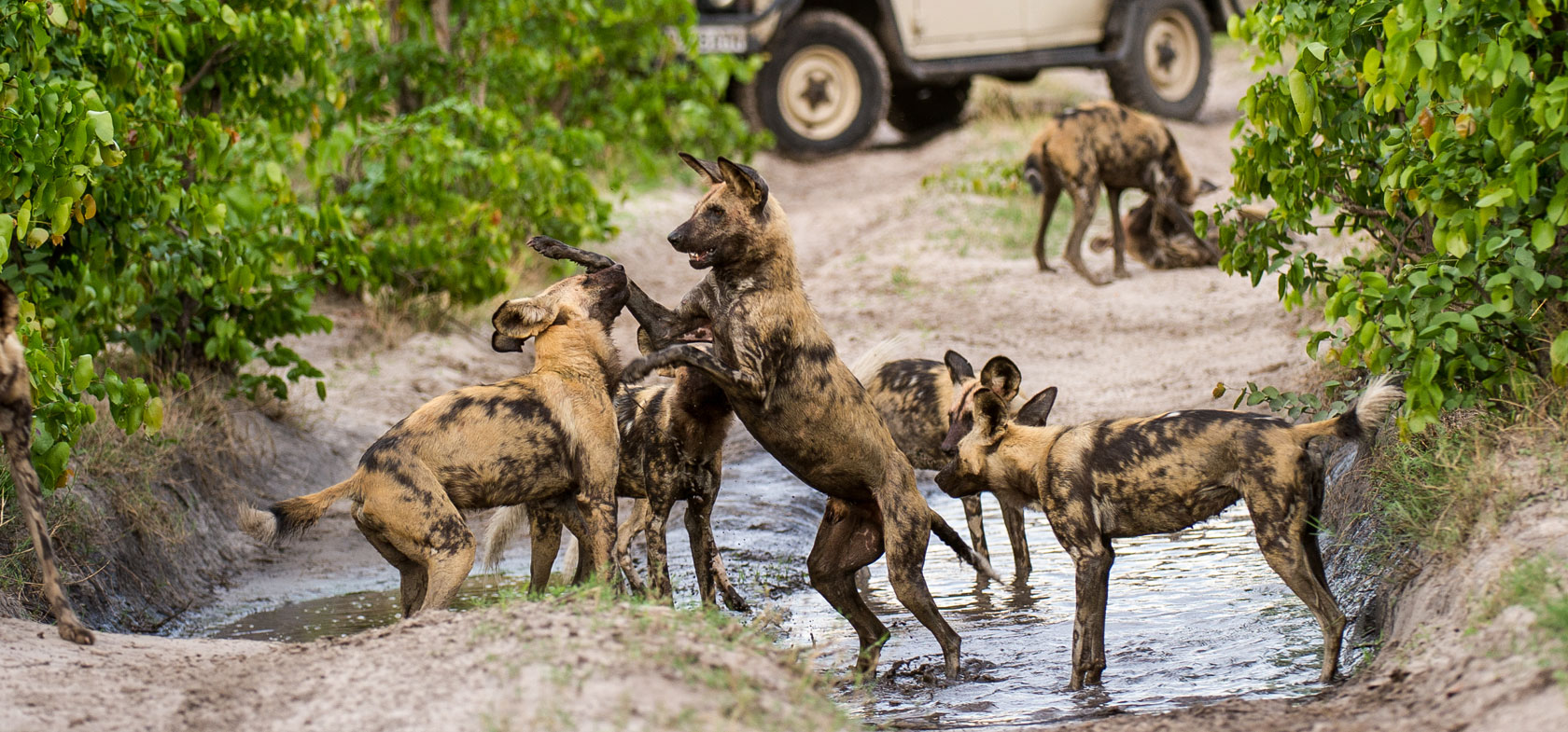 Painted Dog Encounter, 12-daagse fly-in safari Zimbabwe