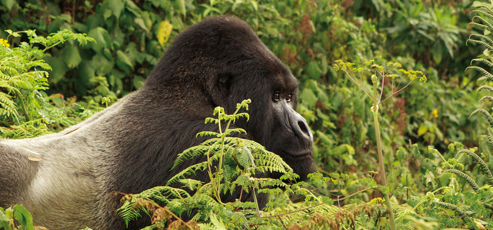 Primate Safari Uganda