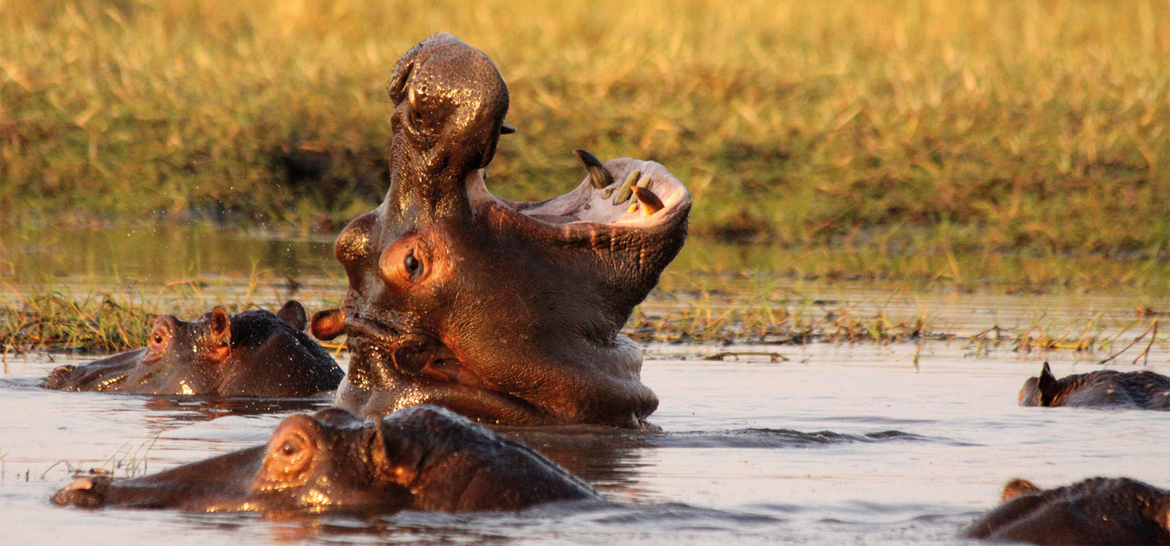 Wilderness & Waterfalls, 10-daagse luxe safari Zambia