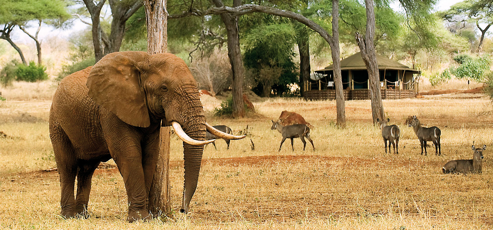 Wildlife Adventure, 7-daagse privé safari Noord Tanzania