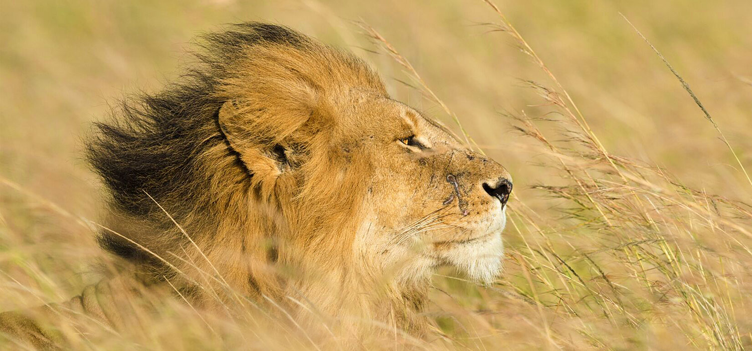 Beautiful Tanzania 10-daagse privé safari Noord-Tanzania