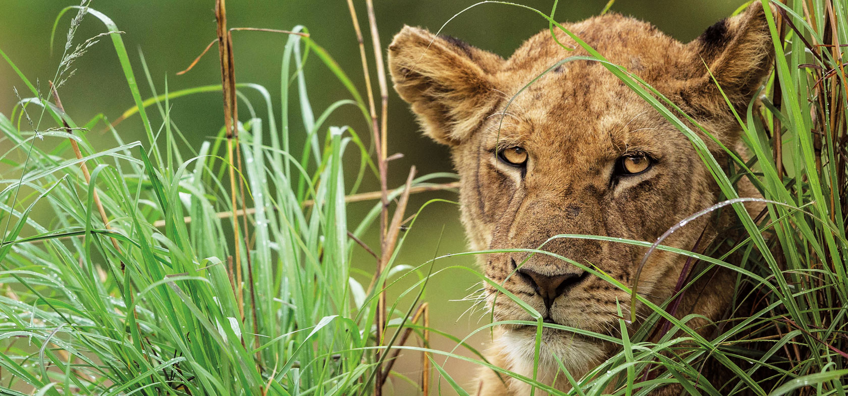 10-daagse fly-in safari Bush & Beach - Zambia & Malawi 