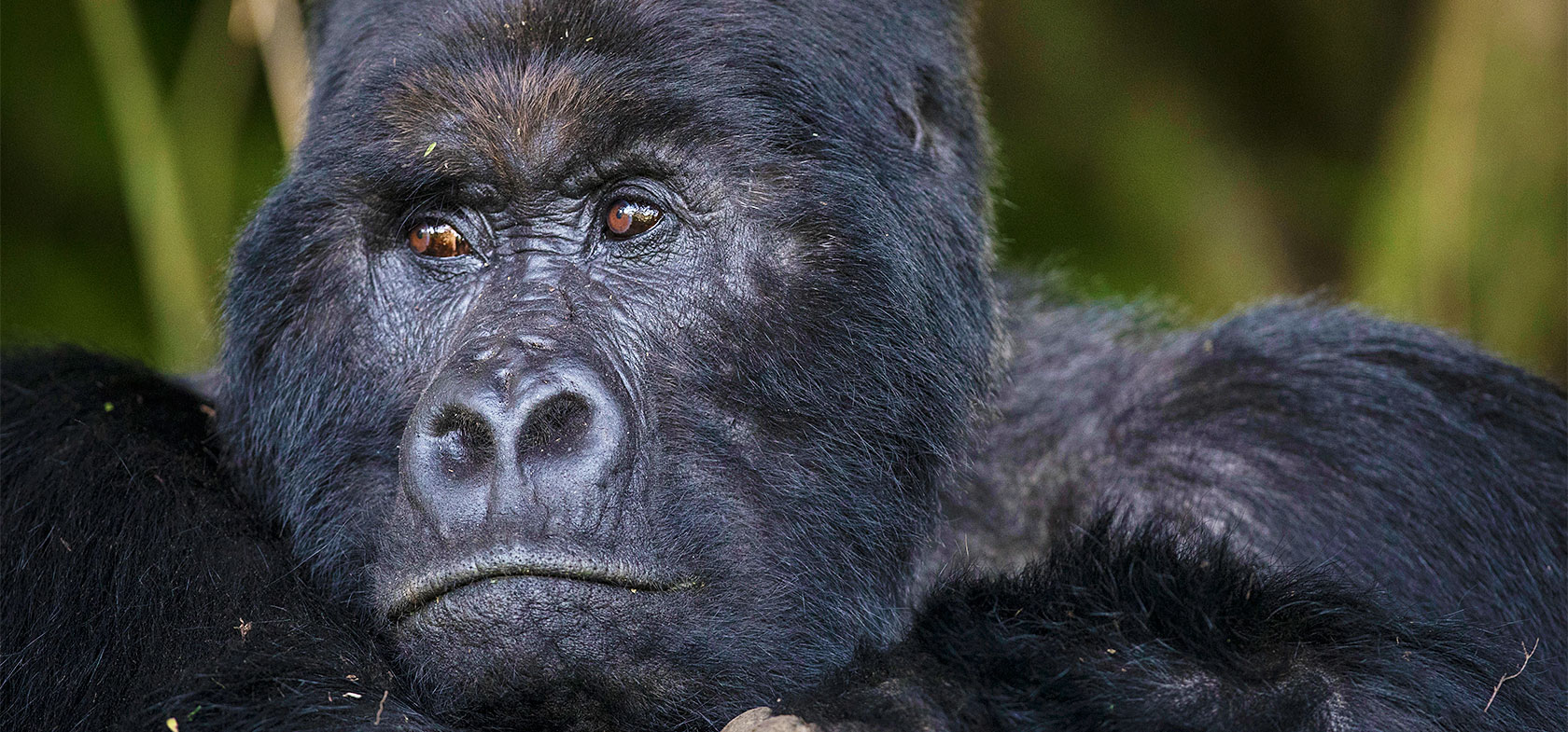 Uganda Discovery 12-daagse privé safari Uganda