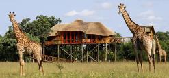 Pezulu Tree House Lodge, Limpopo, South Africa