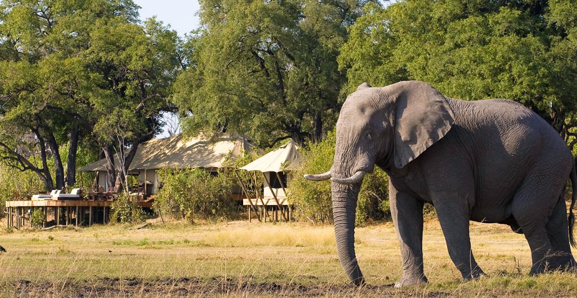 Zarafa Camp, Linyanti, Botswana