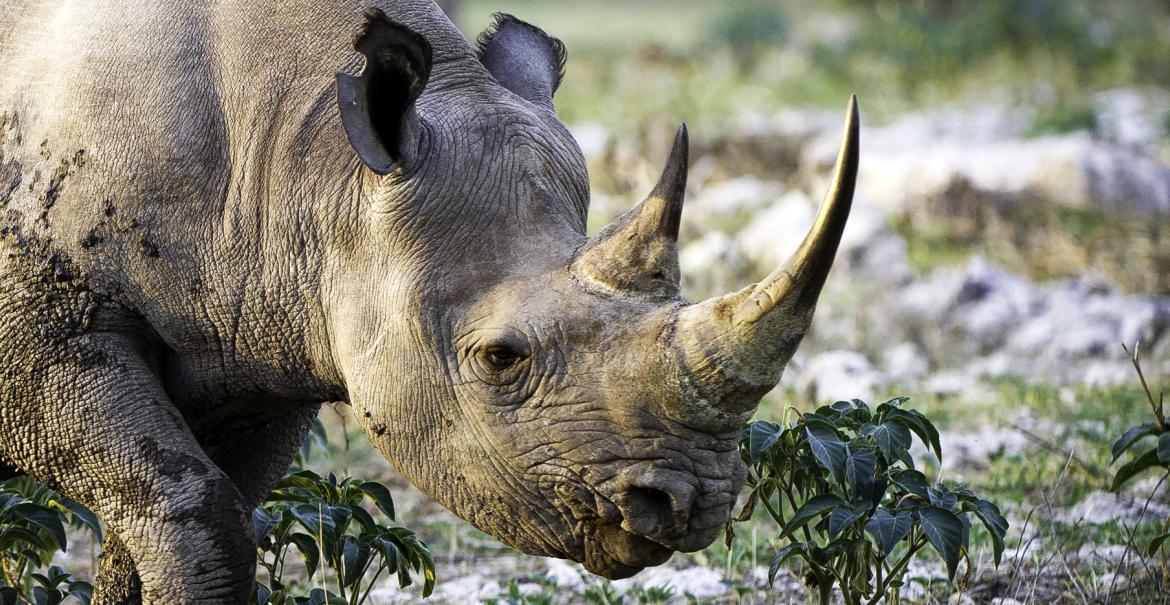 Khama Rhino Sanctuary, Botswana