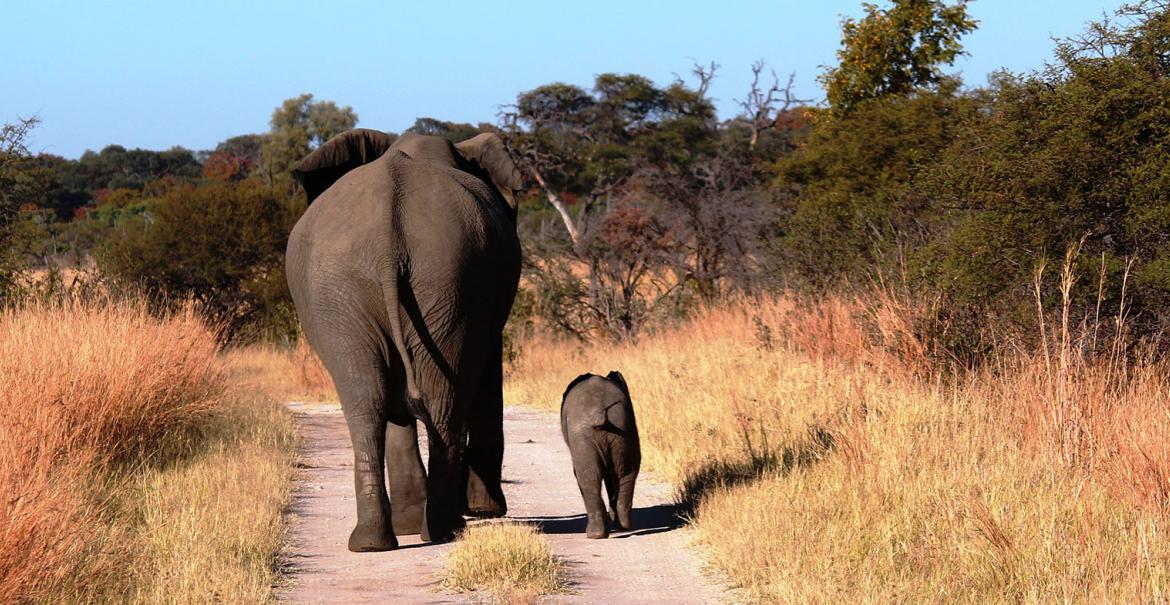 Kapula Private Camp, Hwange, Zimbabwe