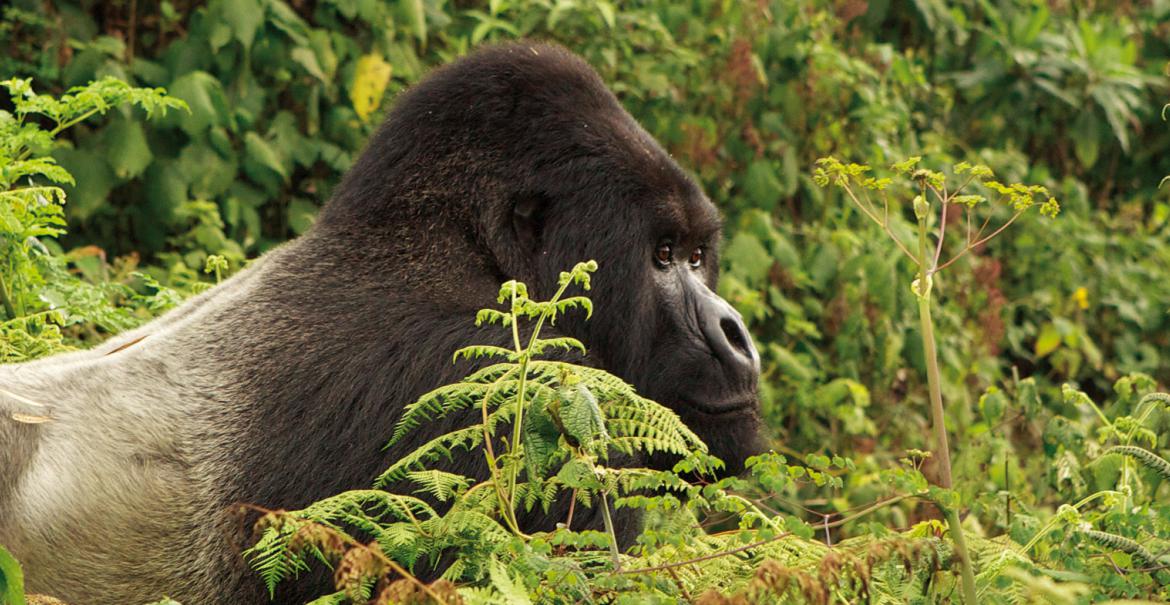 Primate Safari Uganda