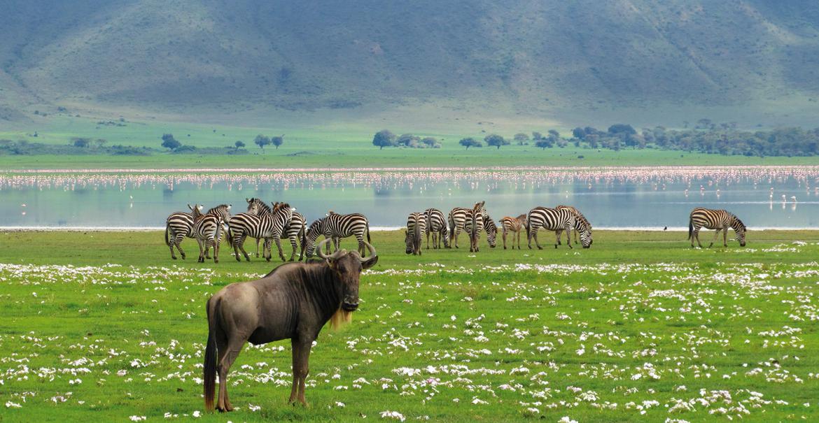Safari Deluxe, 7-daagse groepsreis Noord Tanzania