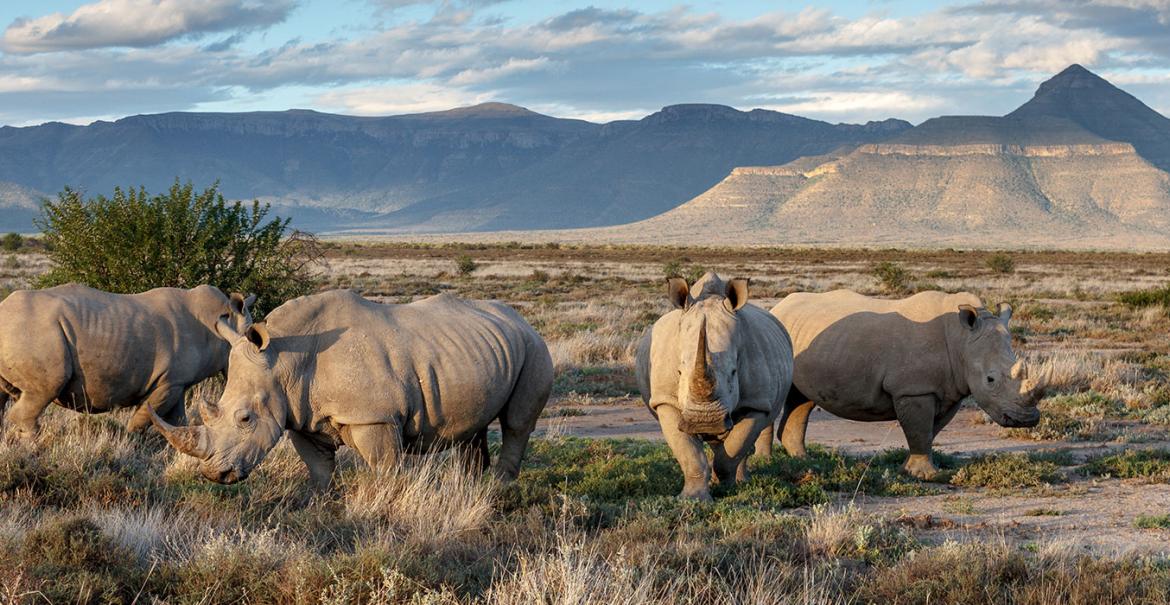 Unforgettable Eastern Cape Escape 8-daagse safari Zuid-Afrika