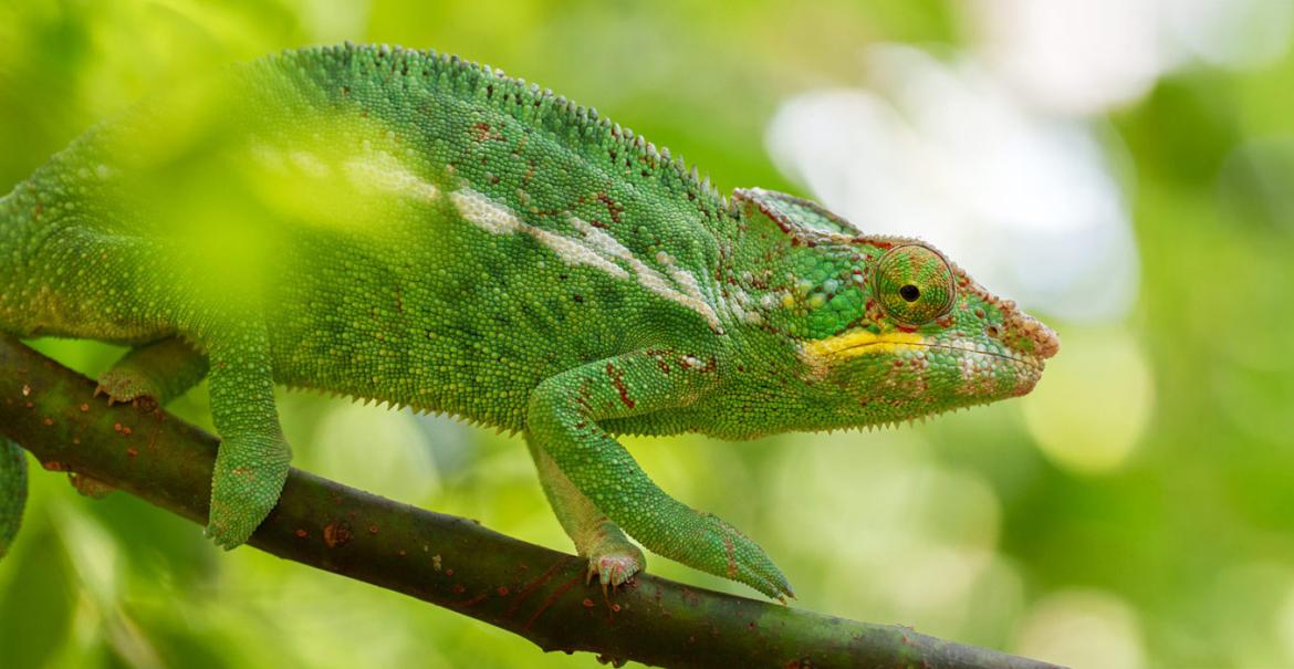 Marvellous Madagascar, 17-daagse fotoreis Madagaskar