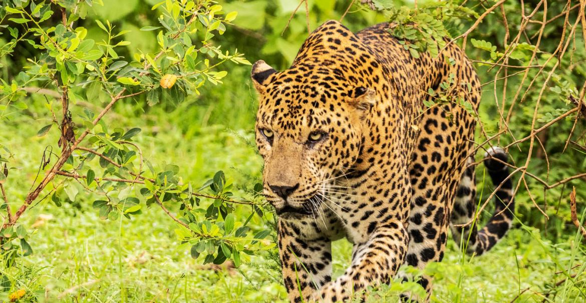 Sri Lanka Wildlife & Nature 18-daagse rondreis met privé gids