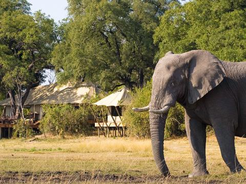 Zarafa Camp, Linyanti, Botswana