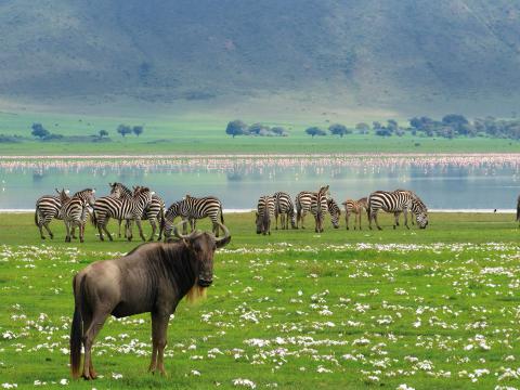 Safari Deluxe, 7-daagse groepsreis Noord Tanzania