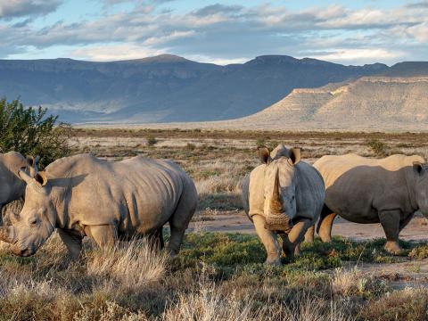 Unforgettable Eastern Cape Escape 8-daagse safari Zuid-Afrika