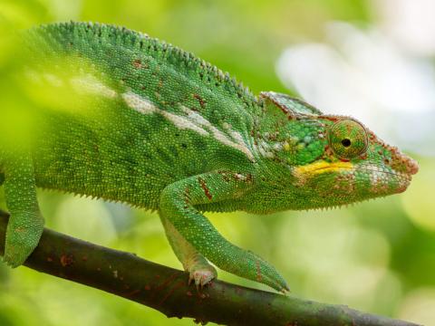Marvellous Madagascar, 17-daagse fotoreis Madagaskar