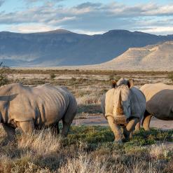 Unforgettable Eastern Cape Escape 8-daagse safari Zuid-Afrika