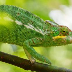 Marvellous Madagascar, 17-daagse fotoreis Madagaskar