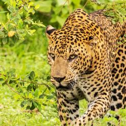 Sri Lanka Wildlife & Nature 18-daagse rondreis met privé gids